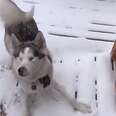 Blind Dog Can't Contain Her Excitement The Second She Senses Snow