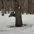 Nobody Can Figure Out How This Deer Fits Behind This Tree