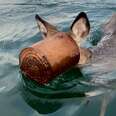 Guy Jumps Into Ice Water To Save Deer With Bucket Stuck On Her Head