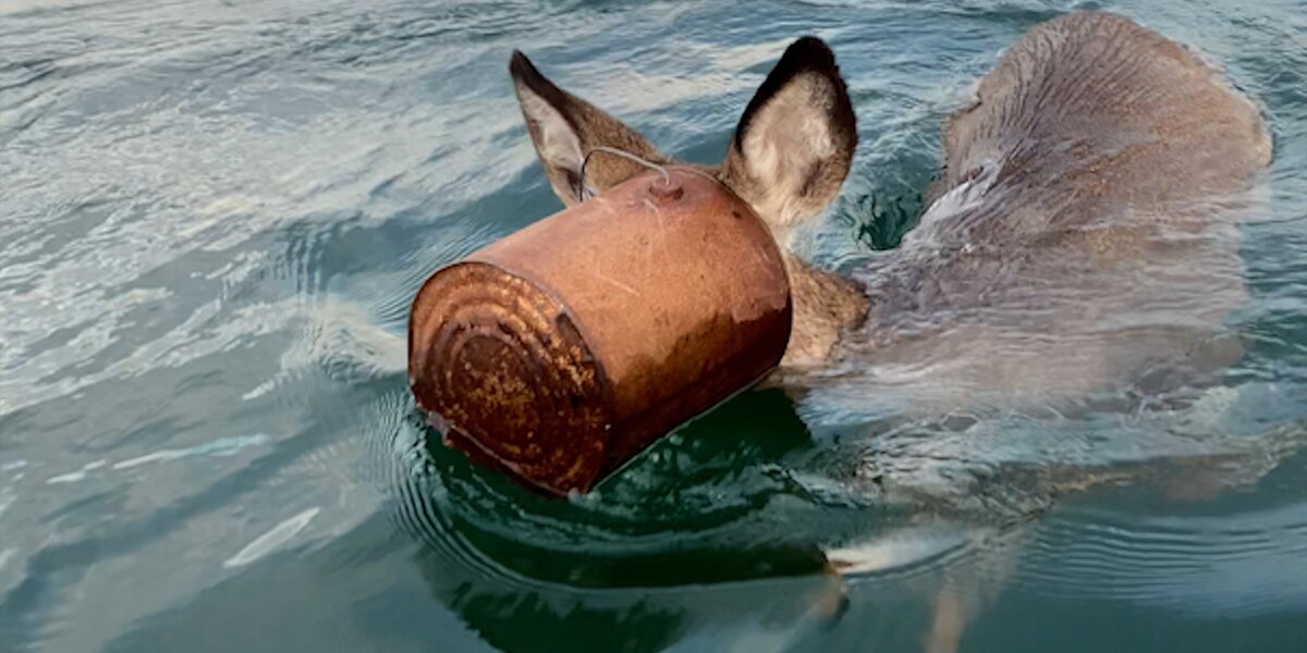 Guy Jumps Into Ice Water To Save Deer With Bucket Stuck On Her Head - Videos - The Dodo