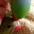 Sweet Little Parrot Gets A Baby Sister Who’s The Total Opposite