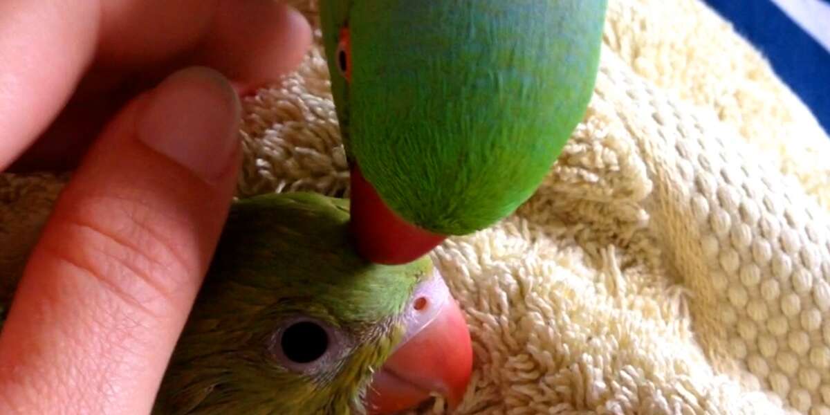 Sweet Little Parrot Gets A Baby Sister Who’s The Total Opposite ...