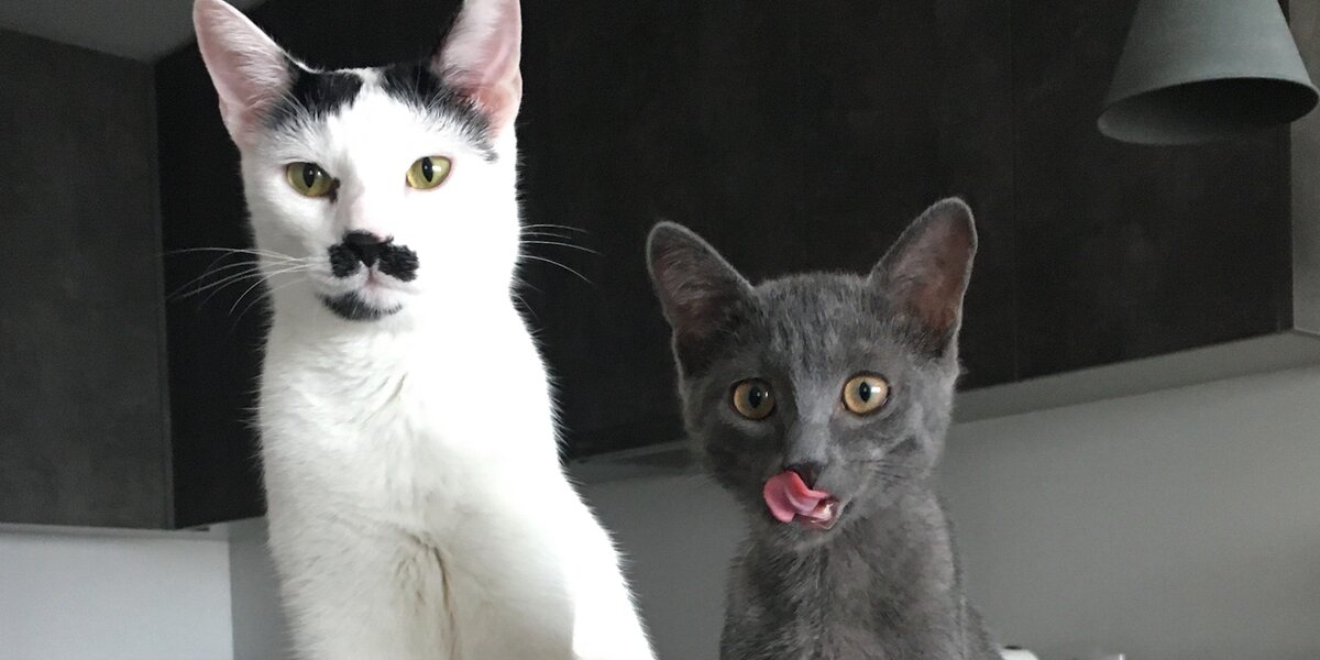 Cat Hisses At His Kitten Sister Until... - Videos - The Dodo