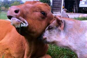 Baby Cow Adopts A Tiny Orphaned Piglet