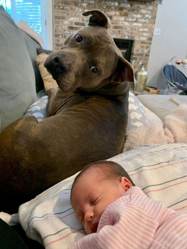 Remus the pit bull meets his baby sister