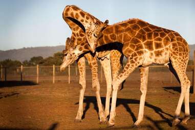  Preserve Giraffes
