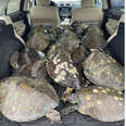 People Are Filling Their Cars With Sea Turtles To Save Them From The Winter Storm