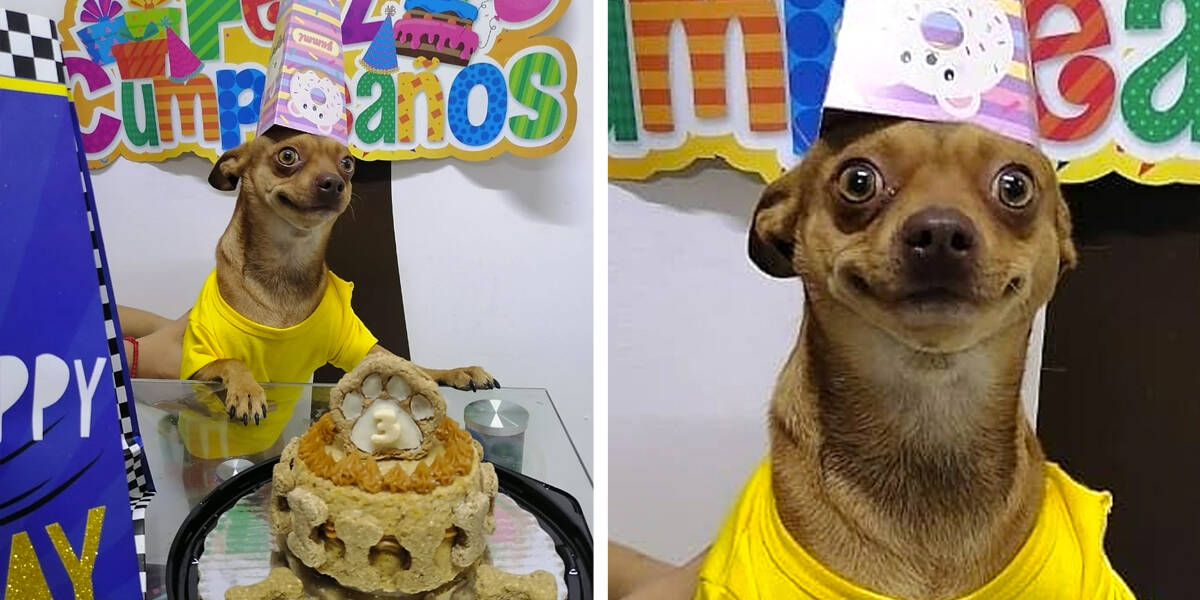 dog smiling birthday