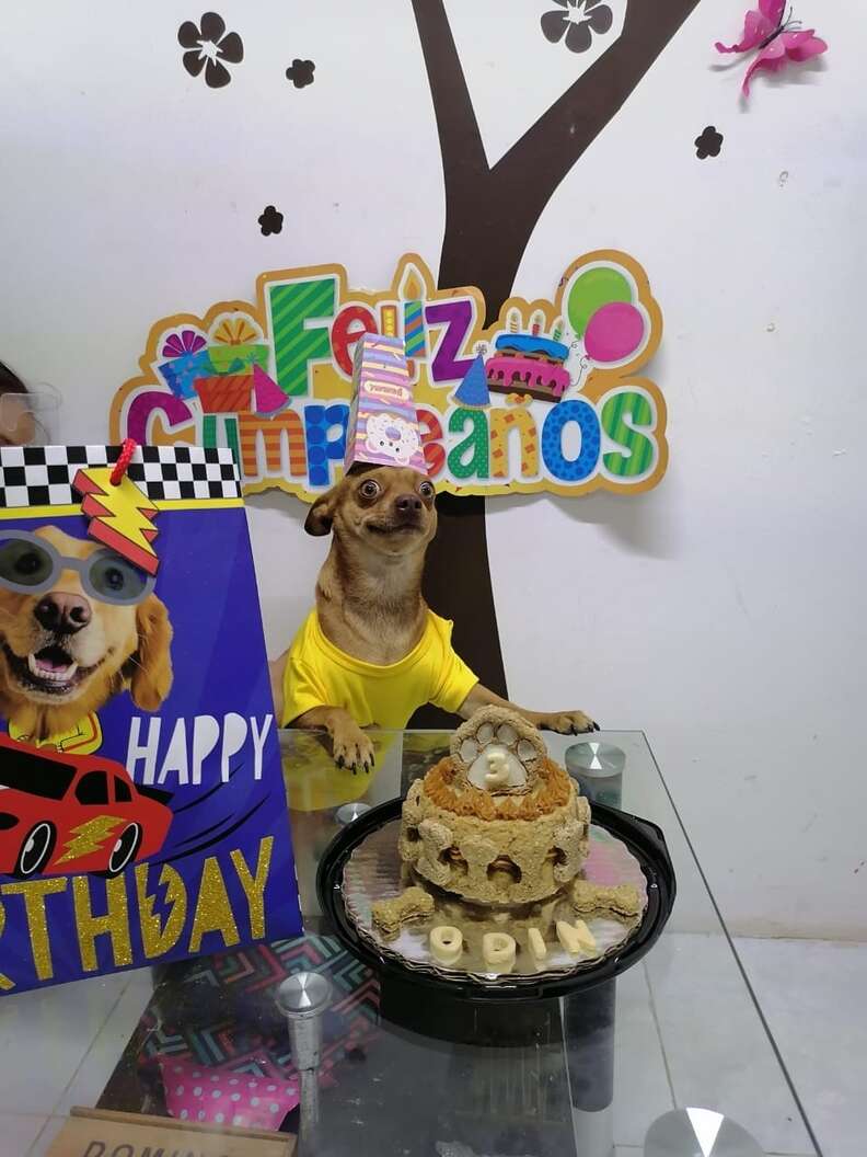 smiling birthday dog