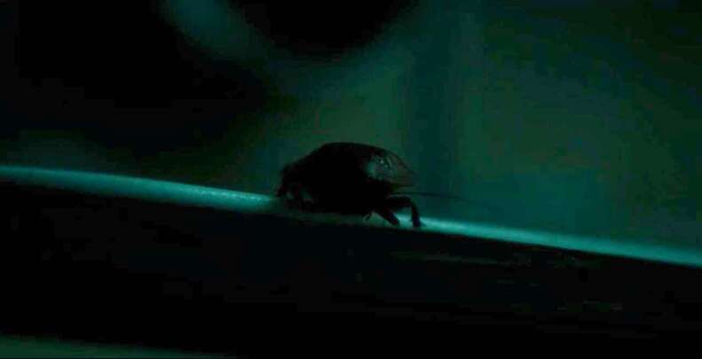 saint maud cockroach