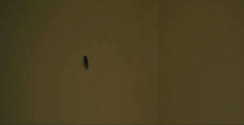 saint maud cockroach
