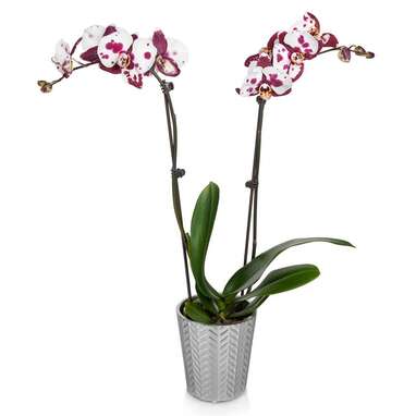 Dainty Dappled Orchid