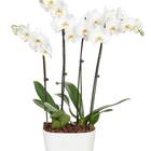 Snowy White Orchid Plant