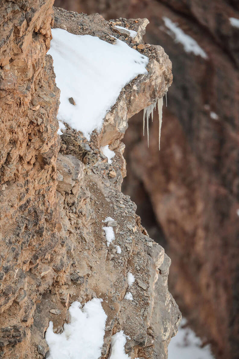 Snow leopard blends into mountain