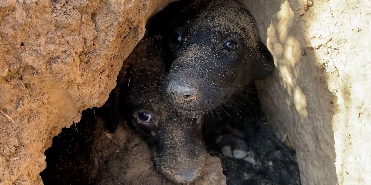People Dig Underground To Rescue Stray Dog’s Puppies - Videos - The Dodo