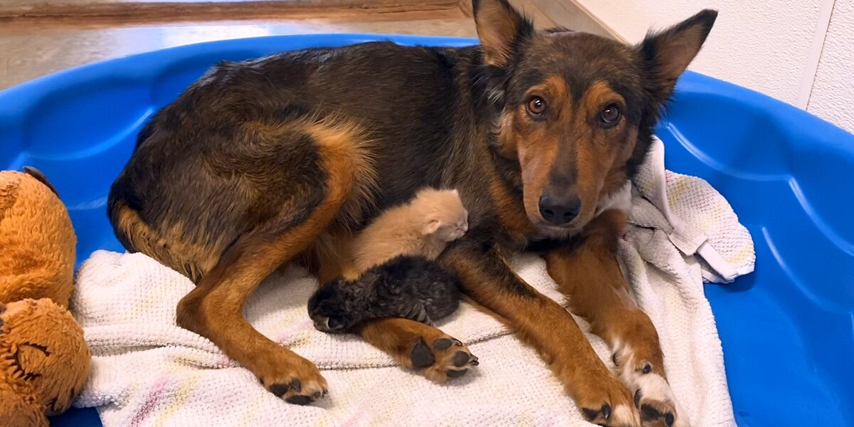 Heartbroken Dog Wouldn’t Let These Kittens Out Of Her Sight - Videos ...