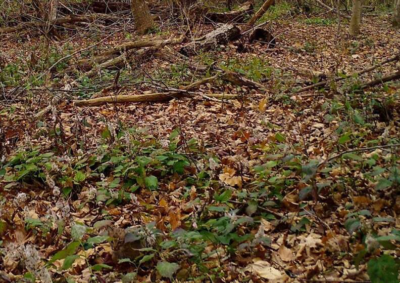 Bobcat hiding in picture of forest