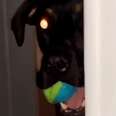 Doberman Hilariously Stalks His Dad Every Day