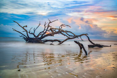 Driftwood Beach