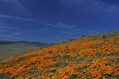 Antelope Valley California Poppy Reserve