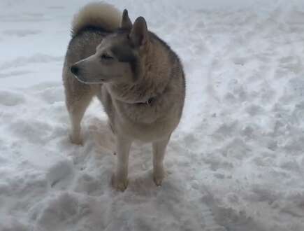 Husky says no to coming inside