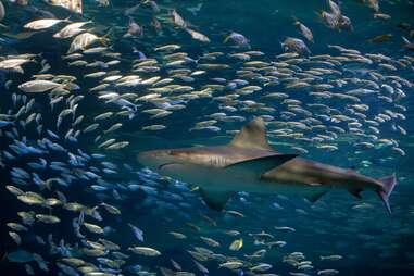 St. Louis Aquarium at Union Station