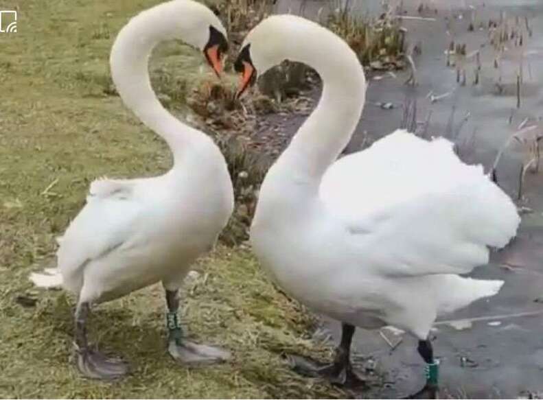 swan couple