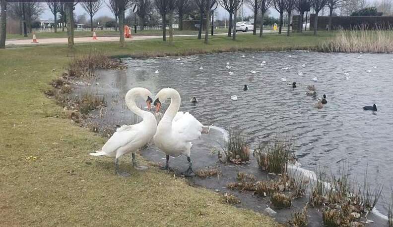 swan couple