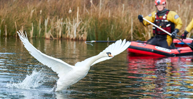 swan wings outstretched 