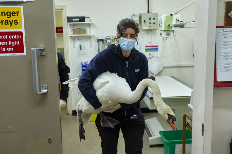 injured swan