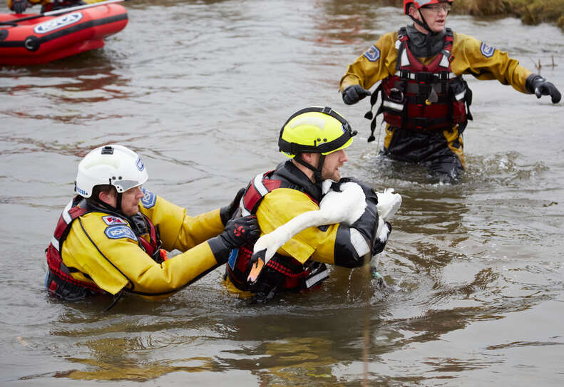 swan rescue