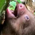 Lost Baby Sloth Cries For His Mama To Come Get Him