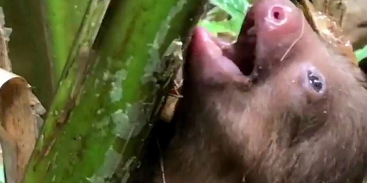Lost Baby Sloth Cries For His Mama To Come Get Him - Videos - The Dodo