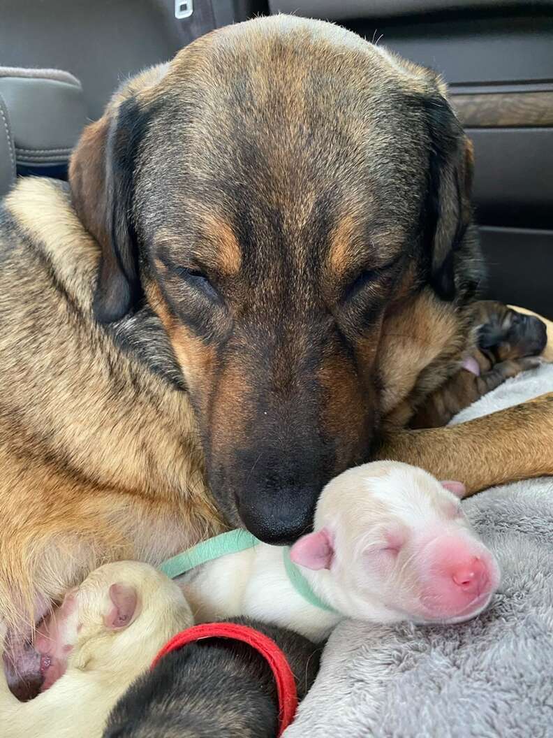 dog and puppies