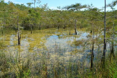 Tamiami Trail