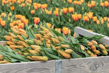 Skagit Valley