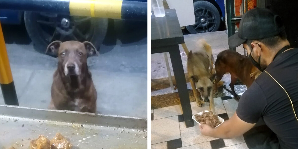 Nice Restaurant Owner Prepares A Free Meal For Every Stray Dog Who Visits