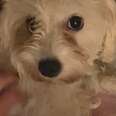 Couple's First Foster Is A Pregnant, Deaf Mama Dog