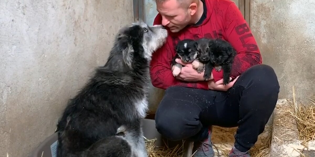 Stray Dog Asks Man To Save Her Babies - Videos - The Dodo