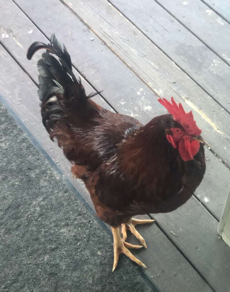 Fred the guard rooster