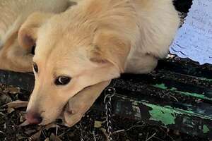 Dog Found Tied To A Bench With A Note