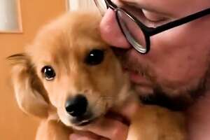 Shy Foster Puppy Learns To Cuddle With Her Foster Dad