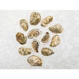 Oysters - Live, Atlantic, Wellfleet Petite, Farmed, USA Dozen