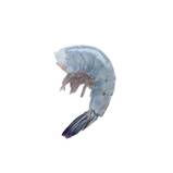 Shrimp - Del Pacifico, Frozen, Blue Mexican, Super Colossal U12, Wild, Head Off, Shell On, Mexico (5lb Block)