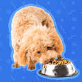 Healthy Feeding Habits To Start While Your Dog’s Still A Puppy