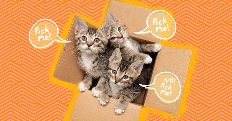 how to pick the right kitten for you