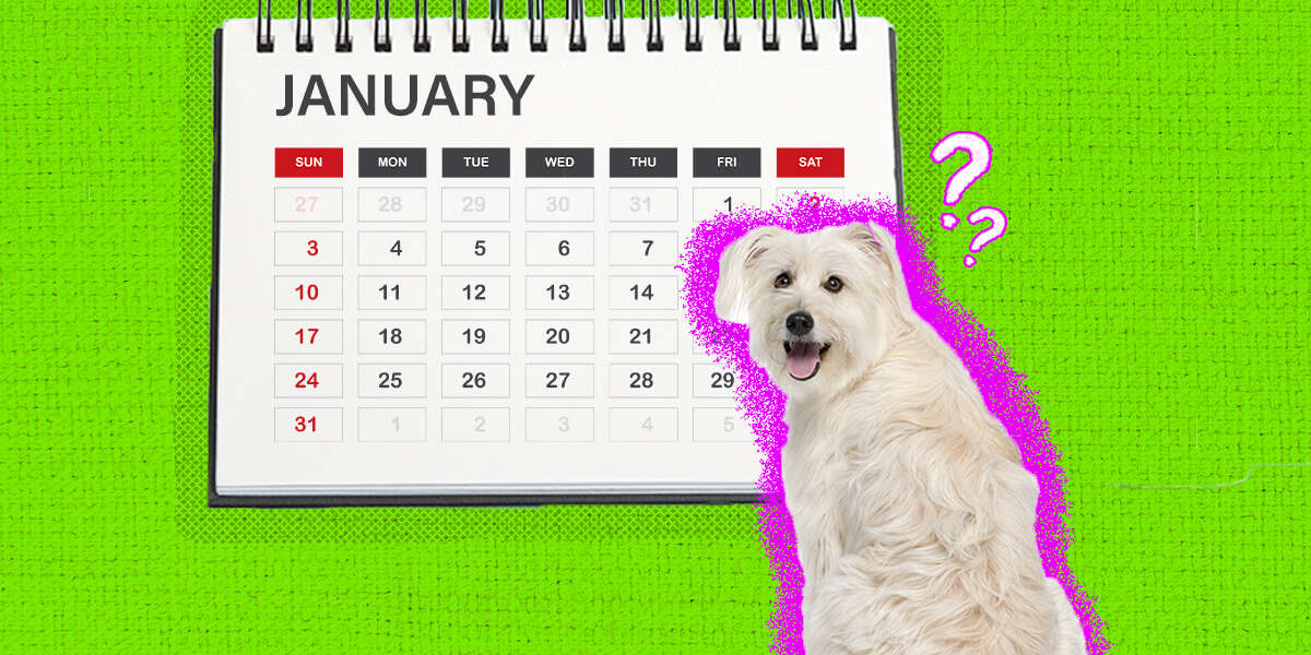 what is the best schedule for a puppy