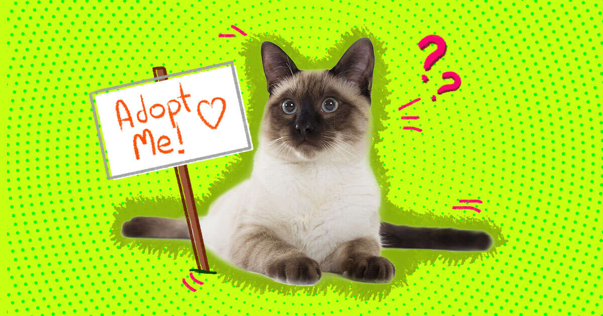 adopting a cat