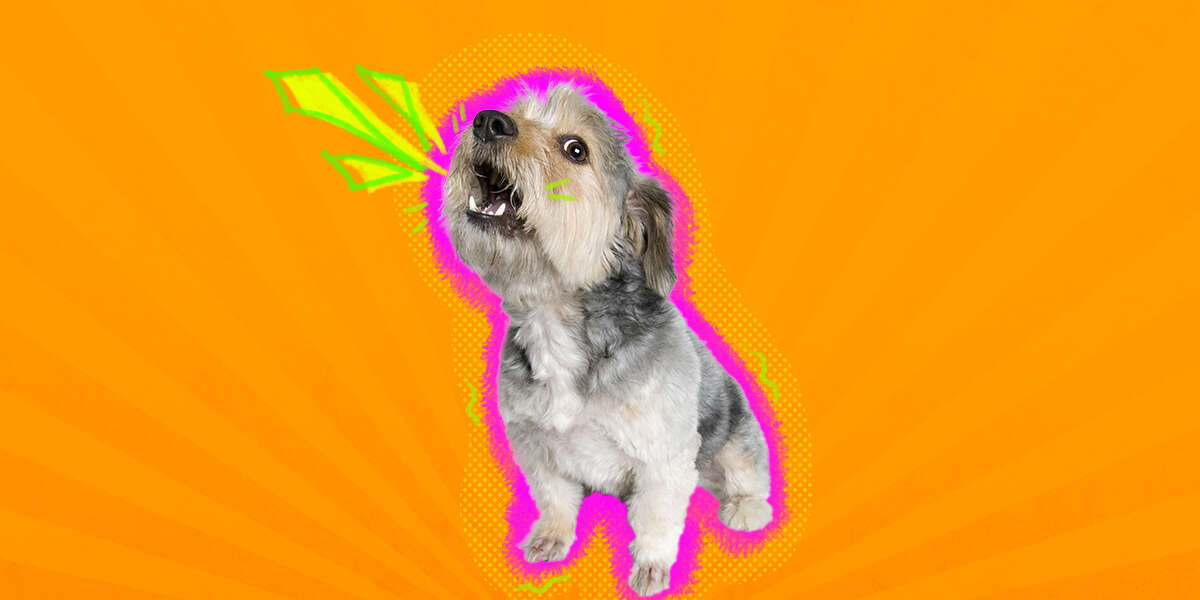 Help! My Dog Won't Stop Barking DodoWell The Dodo