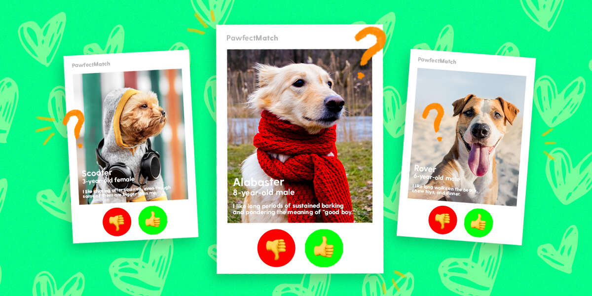 Which Dog Is Right For Me? DodoWell The Dodo